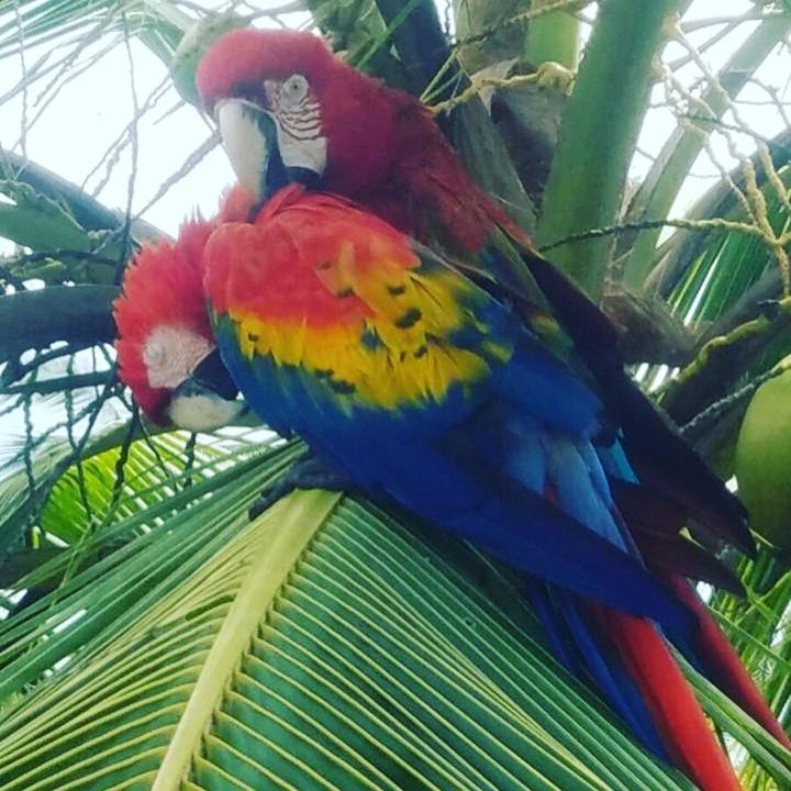 Bed and Breakfast Dolphin Bay Hideaway Bocas del Toro Exterior foto