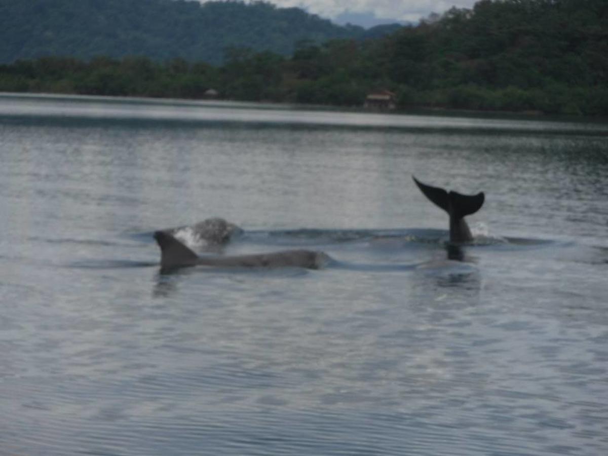 Bed and Breakfast Dolphin Bay Hideaway Bocas del Toro Exterior foto