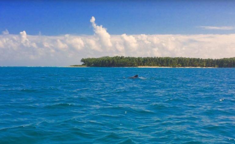 Bed and Breakfast Dolphin Bay Hideaway Bocas del Toro Exterior foto
