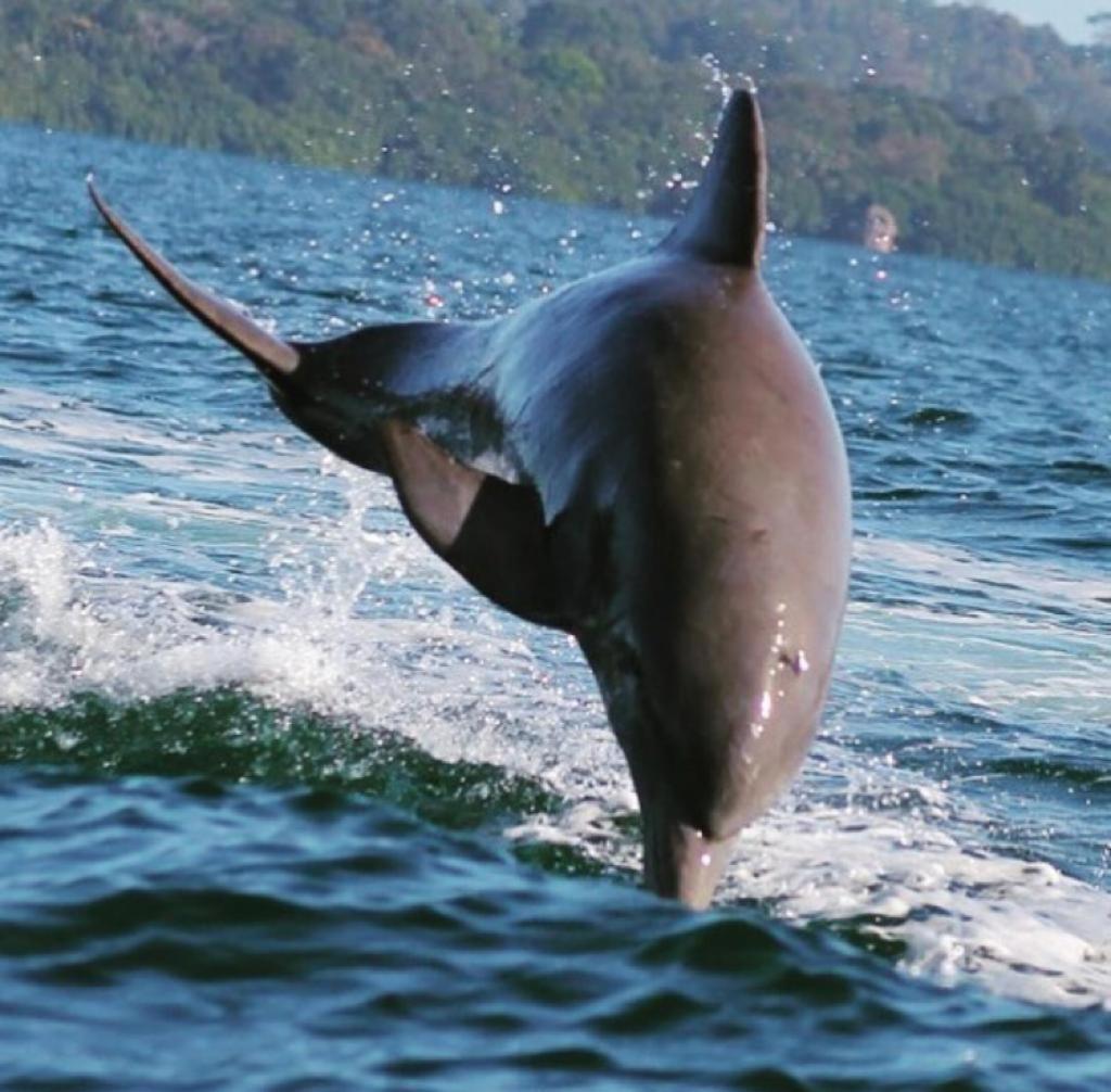 Bed and Breakfast Dolphin Bay Hideaway Bocas del Toro Exterior foto